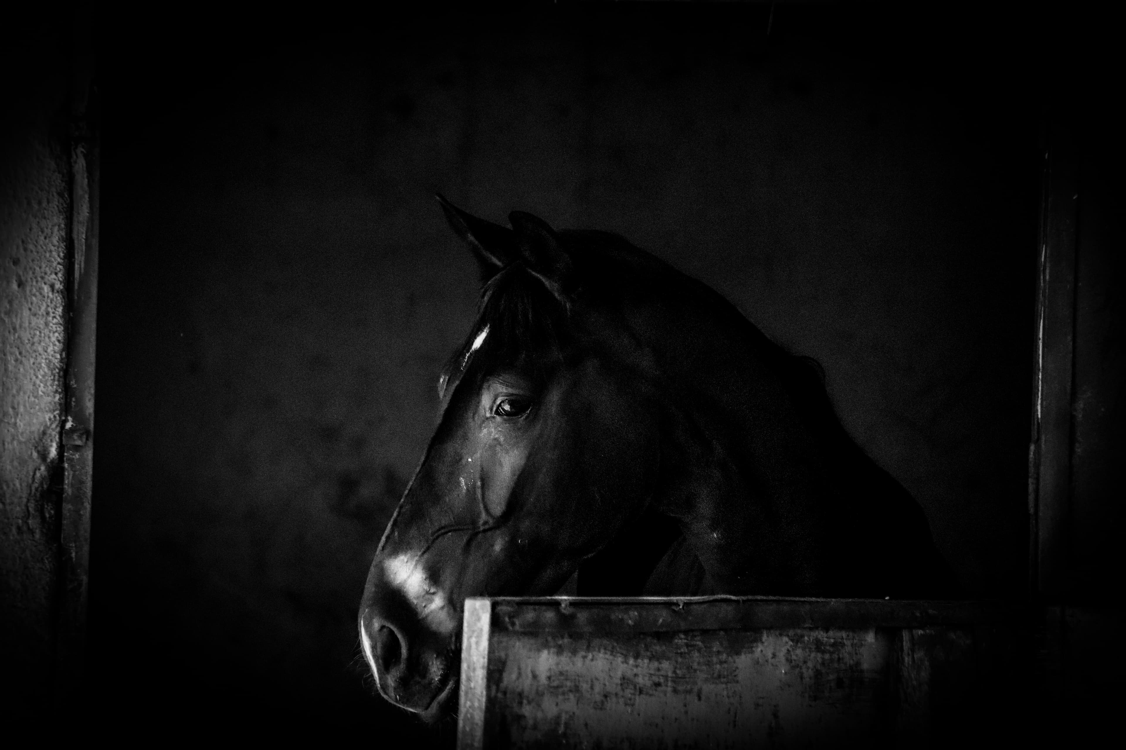 Chiaroscuro Stallion
