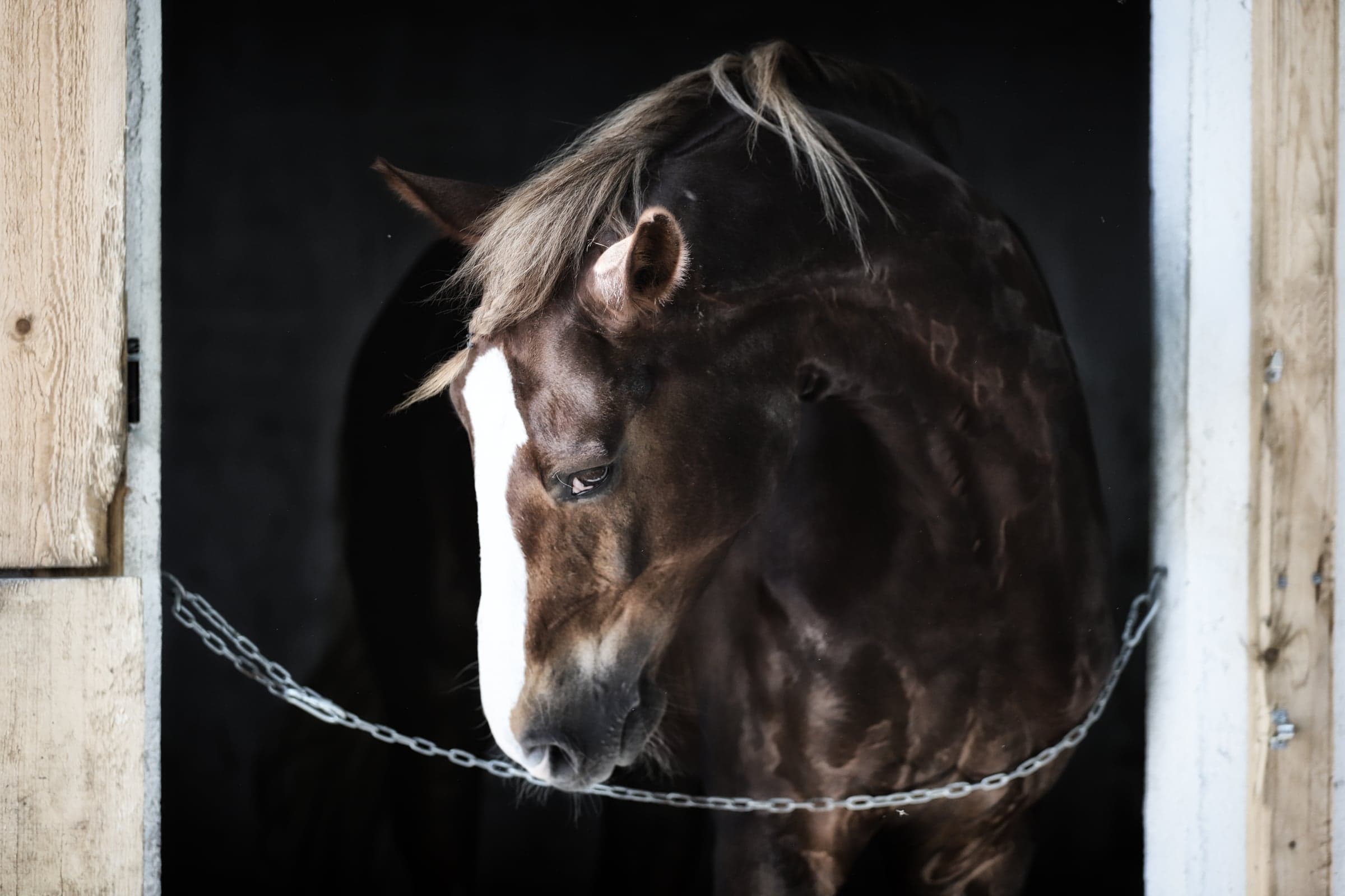 Wild Gallop