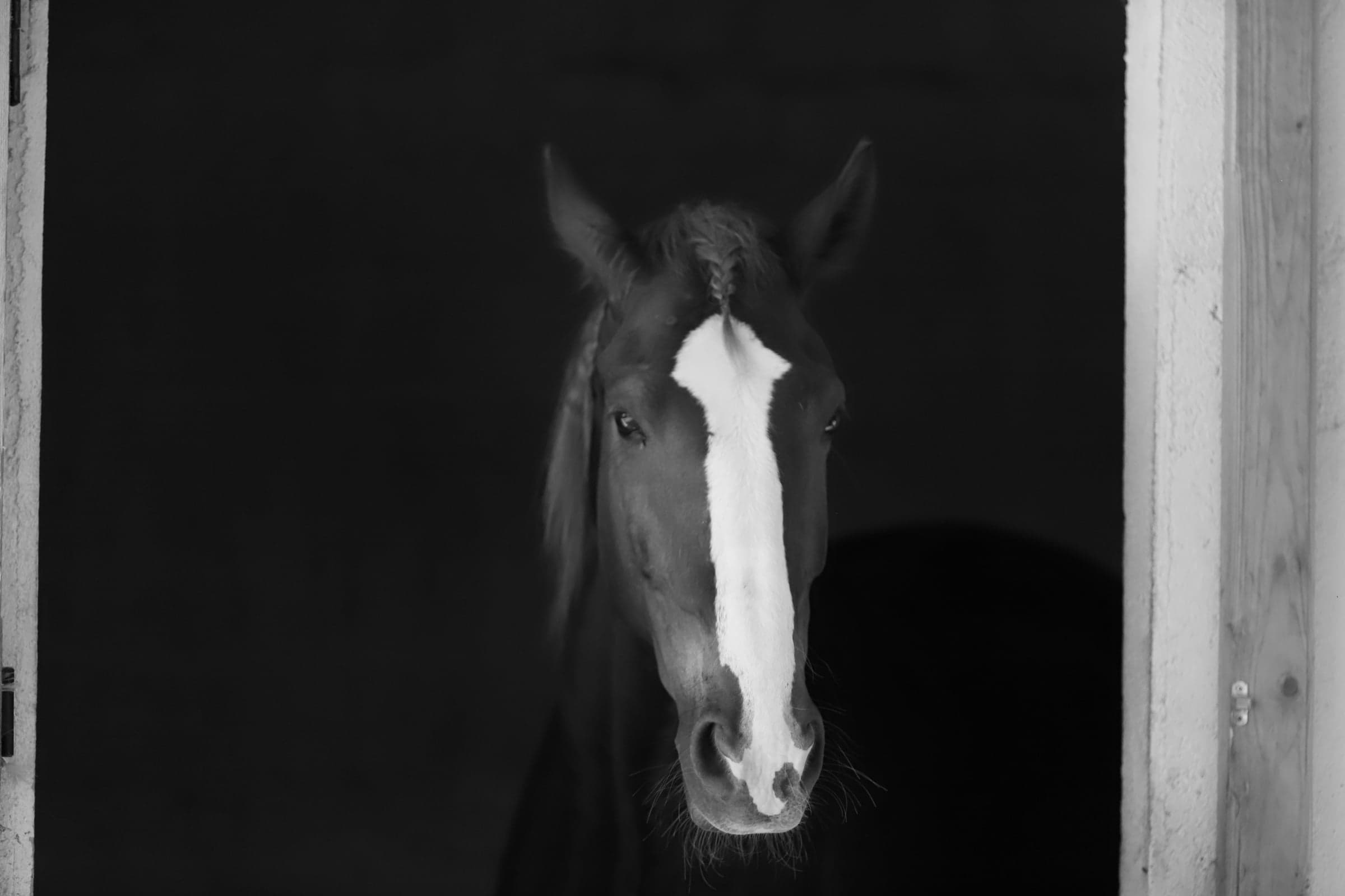 Misty Mane