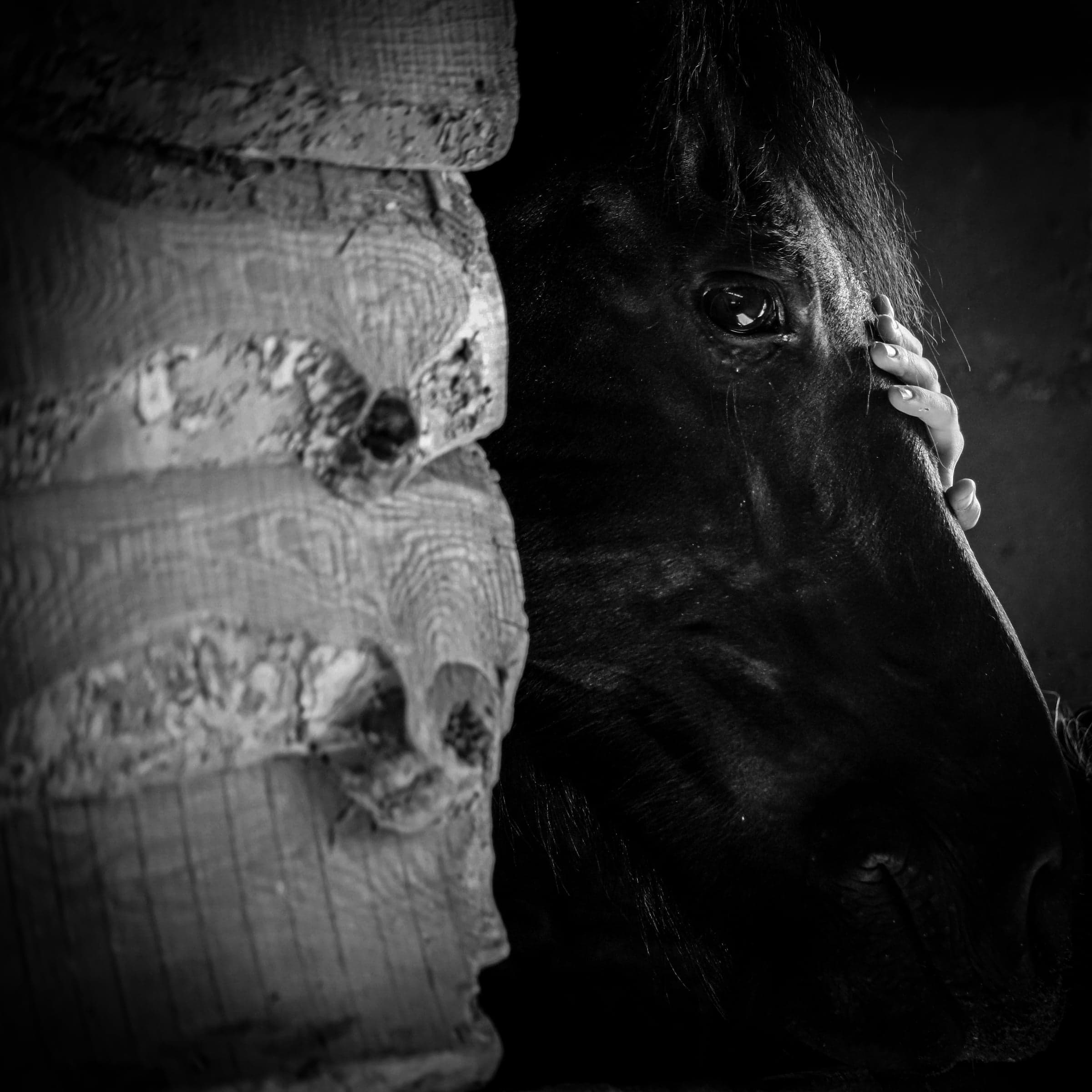 Equine Portrait