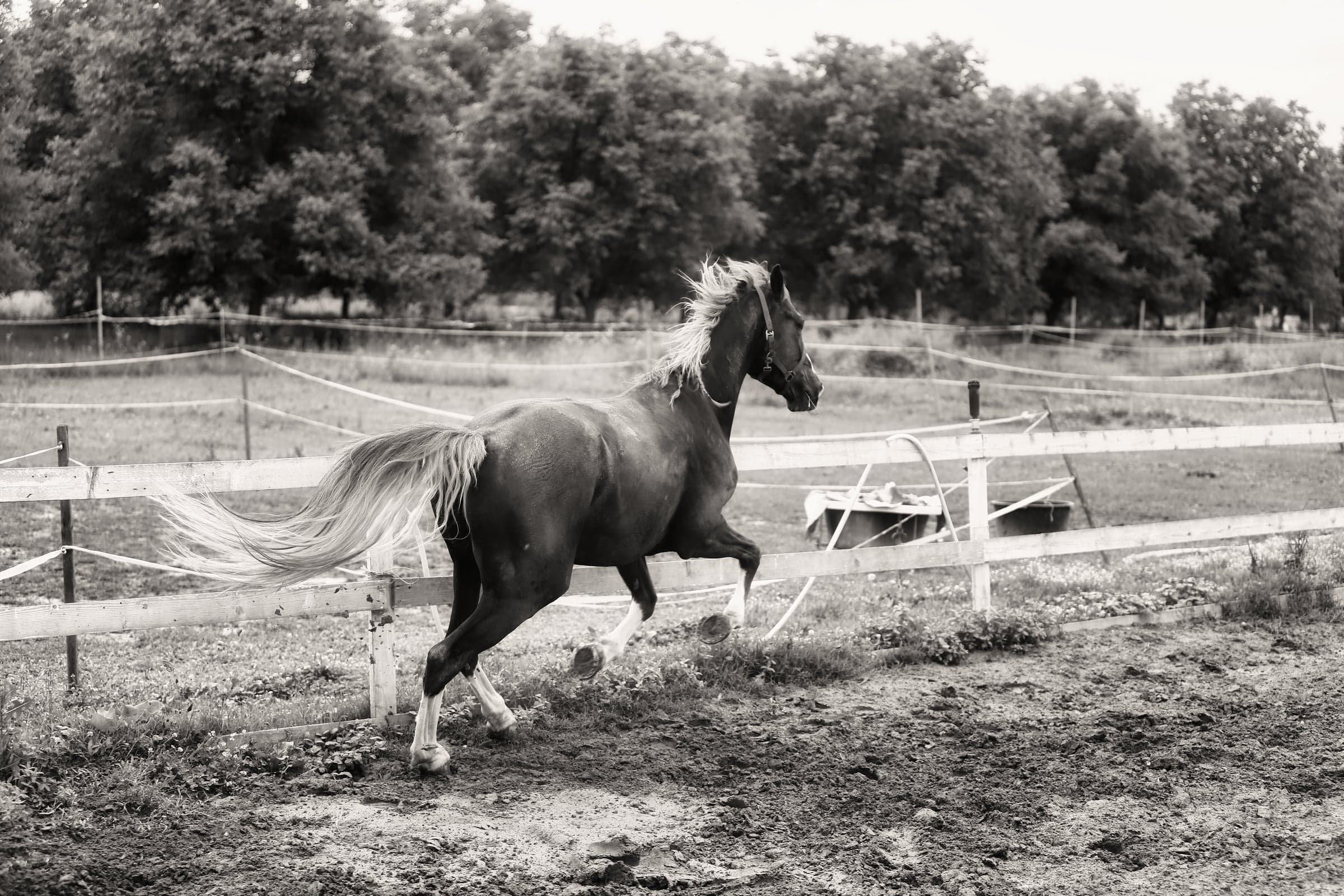 Wild Horses